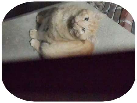 Orange tabby at the door