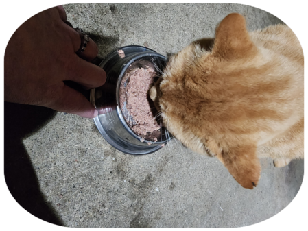Orange tabby eating